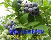 2015台州黄岩蓝莓采摘优惠门票预订中