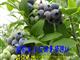 2015台州黄岩蓝莓采摘季即将开始  预定优惠中